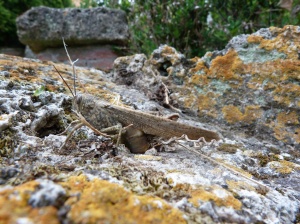Fabulous garden for creature watching. Cricket laying eggs in one of the historic walls